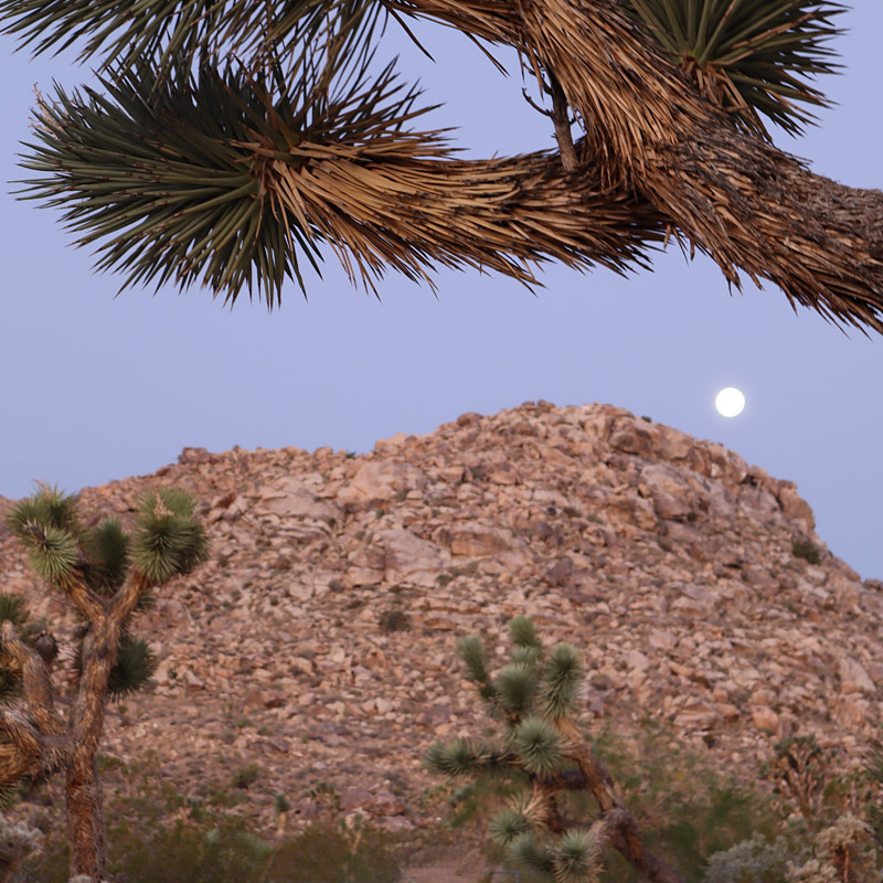 Moonrise Joshua Tree