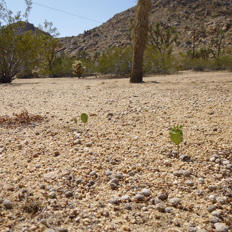 Sprouting in the desert